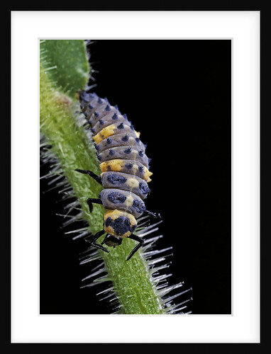 Coccinella septempunctata (sevenspotted lady beetle) - larva by Anonymous
