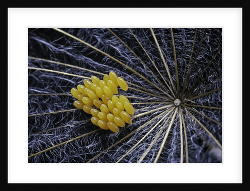 Coccinella septempunctata (sevenspotted lady beetle) - eggs by Anonymous