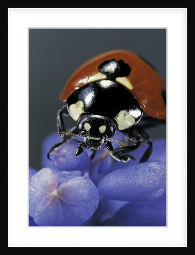 Coccinella septempunctata (sevenspotted lady beetle) - portrait by Anonymous