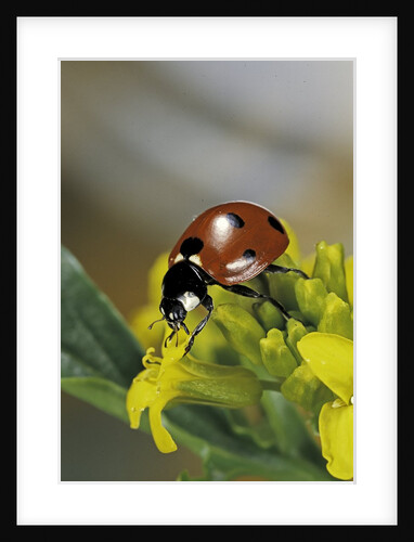 Coccinella septempunctata (sevenspotted lady beetle) by Anonymous