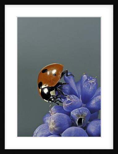 Coccinella septempunctata (sevenspotted lady beetle) by Anonymous