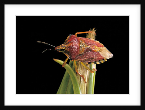 Codophila varia (shield bug) by Anonymous