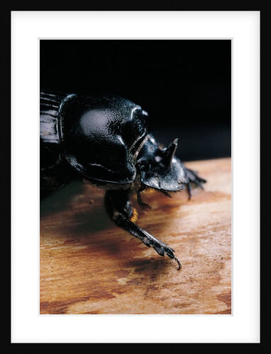 Copris lunaris (horned dung beetle) by Anonymous