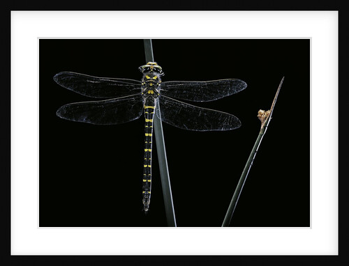 Cordulegaster boltonii (golden-ringed dragonfly) by Anonymous