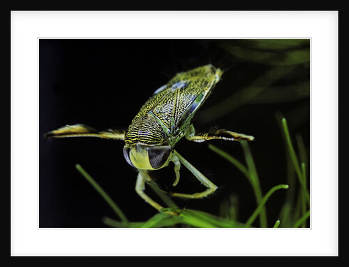 Corixa sp. (water boatman) by Anonymous
