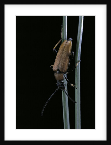 Corymbia rubra (red-brown longhorn beetle) by Anonymous