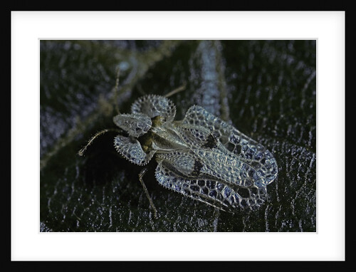 Corythucha ciliata (sycamore lace bug) by Anonymous