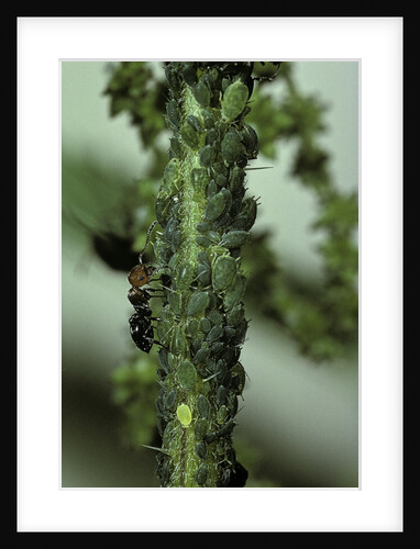 Crematogaster scutellaris - ants with aphids by Anonymous