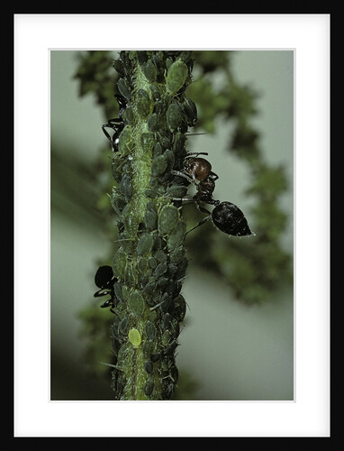 Crematogaster scutellaris - ants with aphids by Anonymous