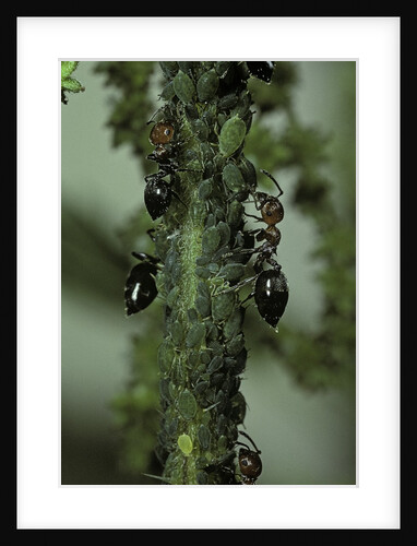 Crematogaster scutellaris - ants with aphids by Anonymous