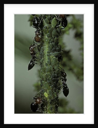 Crematogaster scutellaris - ants with aphids by Anonymous