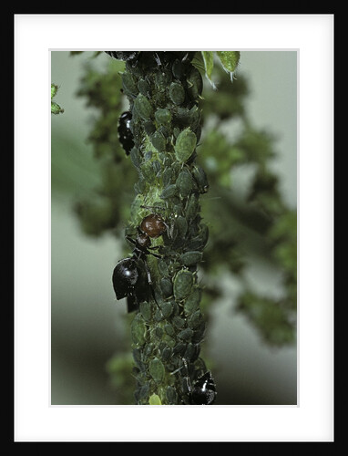 Crematogaster scutellaris - ants with aphids by Anonymous