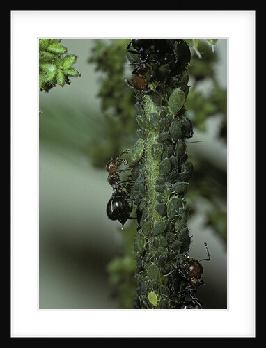 Crematogaster scutellaris - ants with aphids by Anonymous
