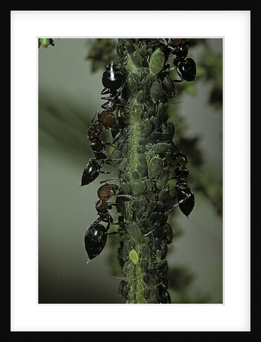 Crematogaster scutellaris - ants with aphids by Anonymous