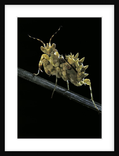 Creobroter gemmatus (jeweled flower mantis) by Anonymous