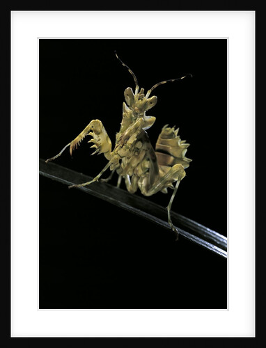 Creobroter gemmatus (jeweled flower mantis) by Anonymous