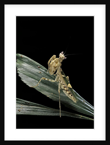 Creobroter gemmatus (jeweled flower mantis) by Anonymous