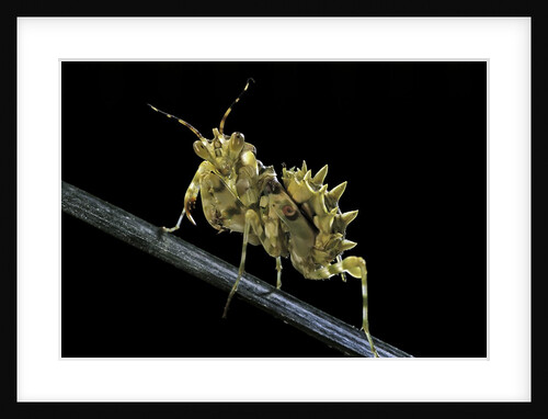 Creobroter gemmatus (jeweled flower mantis) by Anonymous