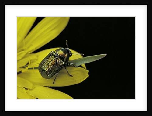 Cryptocephalus sericeus (cylindrical leaf beetles) by Anonymous