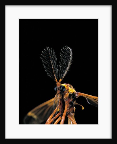 Ctenophora ornata (marked crane fly) - male by Anonymous