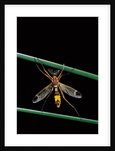 Ctenophora ornata (marked crane fly) - male by Anonymous