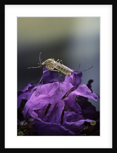 Culex pipiens (common house mosquito) - on a flower by Anonymous
