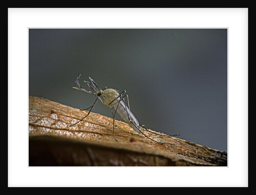 Culex pipiens (common house mosquito) by Anonymous