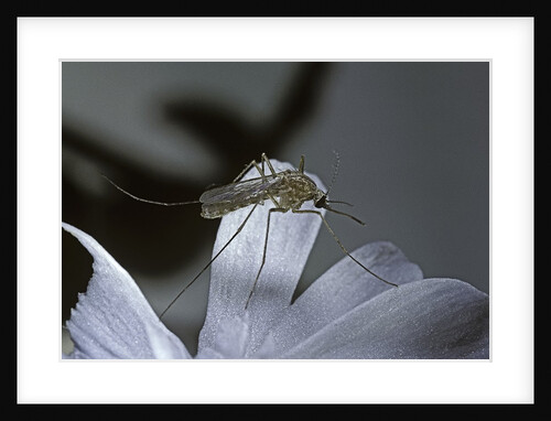 Culex pipiens (common house mosquito) - on a flower by Anonymous