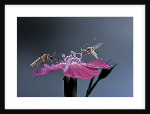 Culex pipiens (common house mosquito) - male with female by Anonymous
