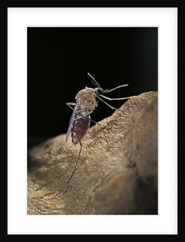 Culex pipiens (common house mosquito) - digesting its blood meal by Anonymous