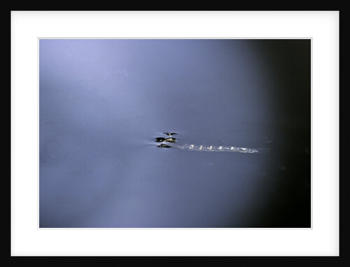 CCulex pipiens (common house mosquito) - emerging (a1) by Anonymous