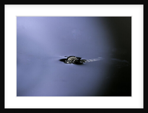 Culex pipiens (common house mosquito) - emerging (a2) by Anonymous