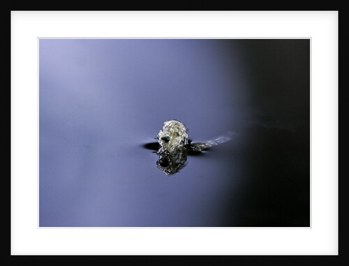 Culex pipiens (common house mosquito) - emerging (a3) by Anonymous