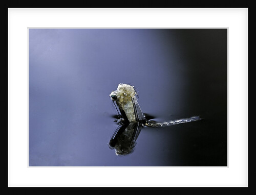 Culex pipiens (common house mosquito) - emerging (a4) by Anonymous