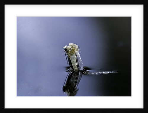 Culex pipiens (common house mosquito) - emerging (a5) by Anonymous