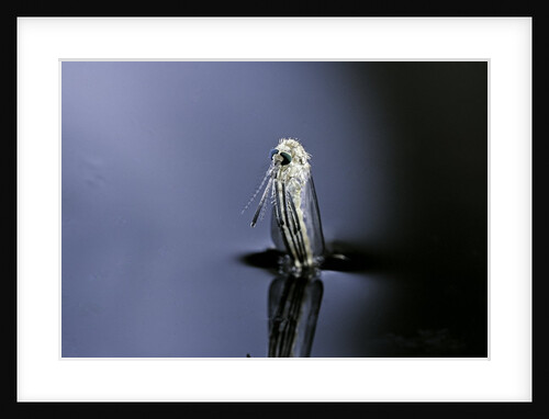 Culex pipiens (common house mosquito) - emerging (a6) by Anonymous