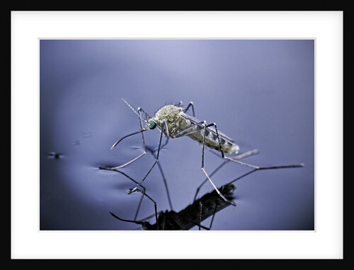 Culex pipiens (common house mosquito) - emerging (a7) by Anonymous