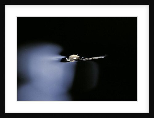 Culex pipiens (common house mosquito) - emerging (b1) by Anonymous