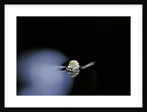 Culex pipiens (common house mosquito) - emerging (b2) by Anonymous