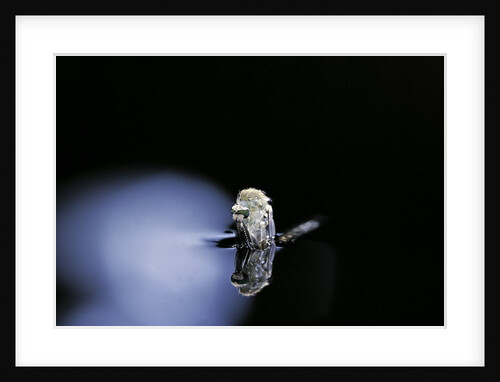 Culex pipiens (common house mosquito) - emerging (b3) by Anonymous