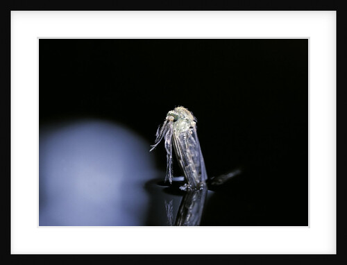Culex pipiens (common house mosquito) - emerging (b5) by Anonymous