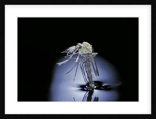 Culex pipiens (common house mosquito) - emerging (b7) by Anonymous