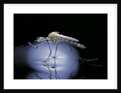 Culex pipiens (common house mosquito) - emerging (b8) by Anonymous