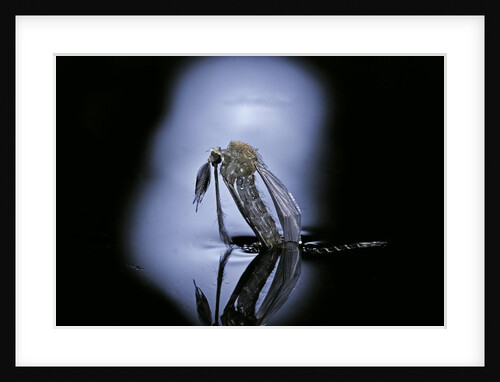 Culex pipiens (common house mosquito) - emerging (c1) by Anonymous