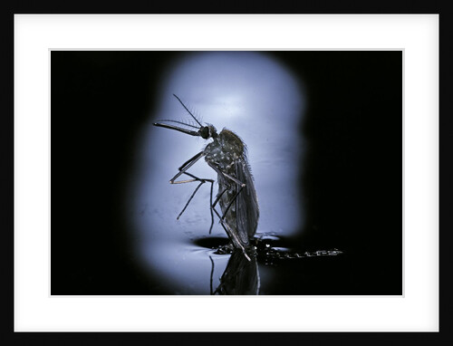 Culex pipiens (common house mosquito) - emerging (c2) by Anonymous