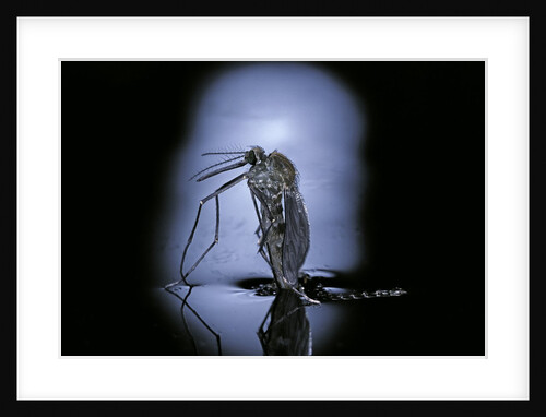 Culex pipiens (common house mosquito) - emerging (c3) by Anonymous