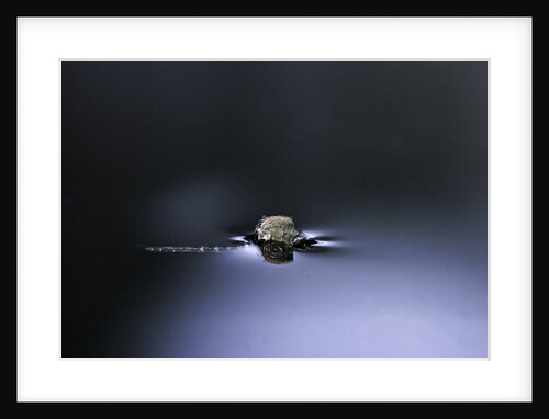 Culex pipiens (common house mosquito) - emerging (d2) by Anonymous