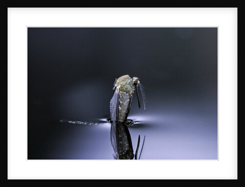 Culex pipiens (common house mosquito) - emerging (d5) by Anonymous