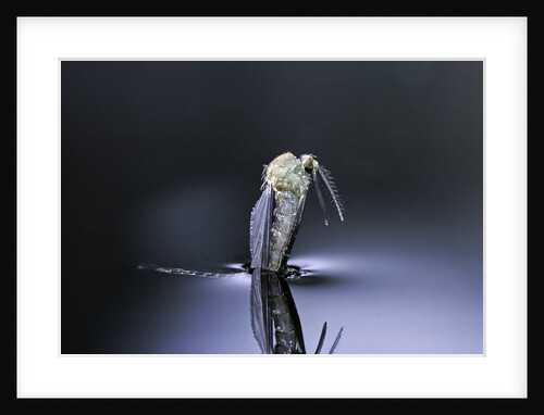Culex pipiens (common house mosquito) - emerging (d6) by Anonymous