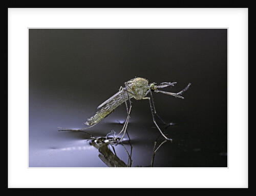 Culex pipiens (common house mosquito) - newly emerged from pupa by Anonymous